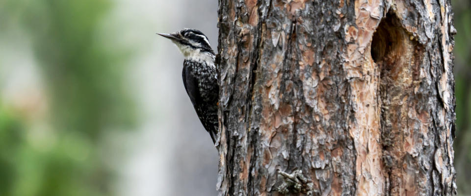 Weibchen, adult