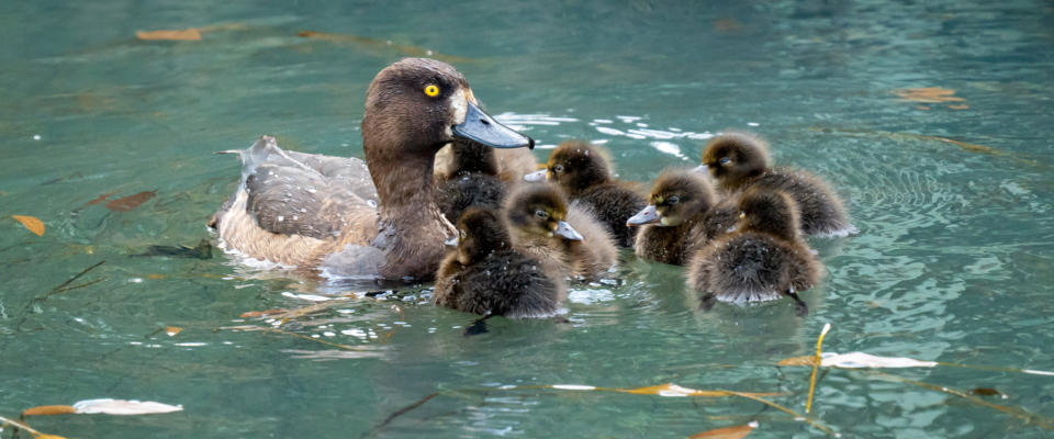Weibchen mit Jungen